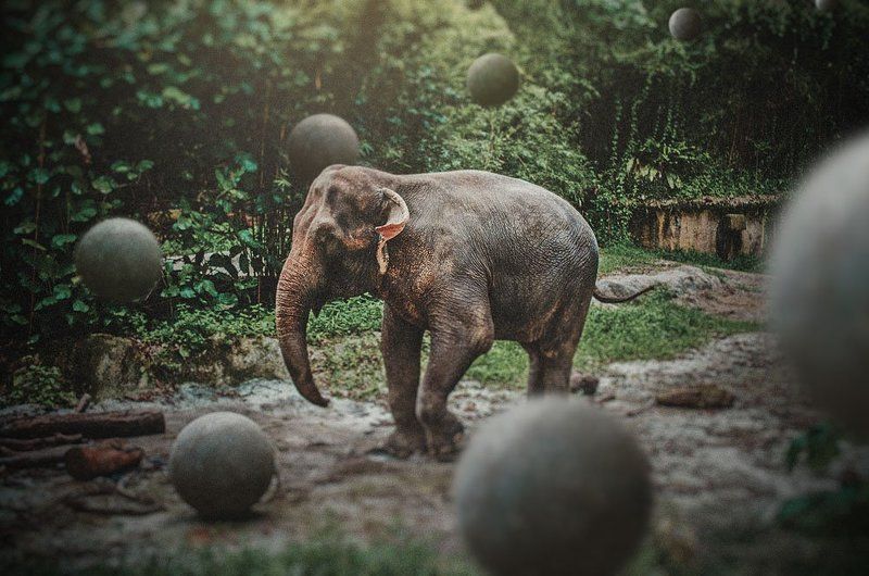 Singapore Elephantphoto preview