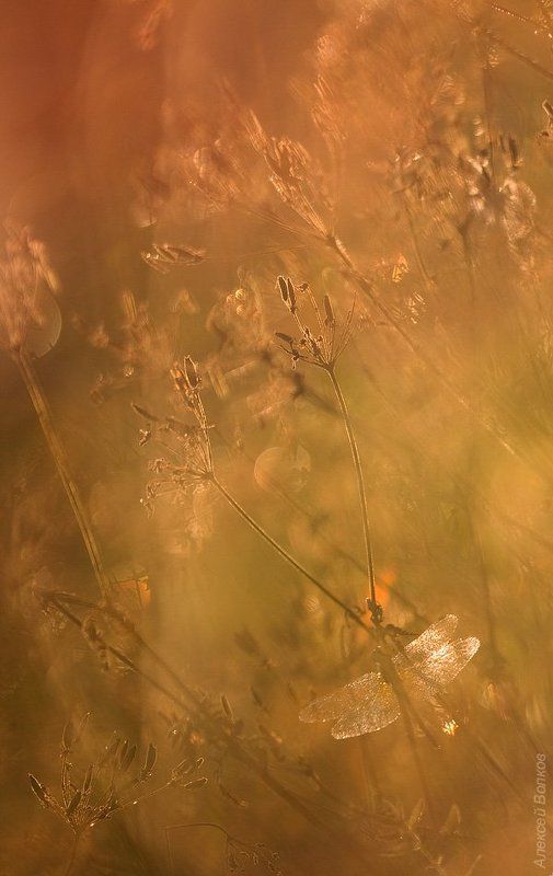 стрекоза, осень, утро, сухостой Осенние зонтикиphoto preview