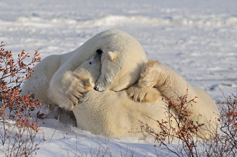 Объятьяphoto preview