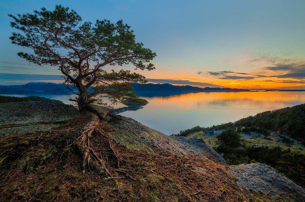 Северный бонсай. Автор: soli , soli