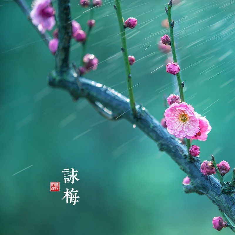 китайские, сливы Китайские сливыphoto preview