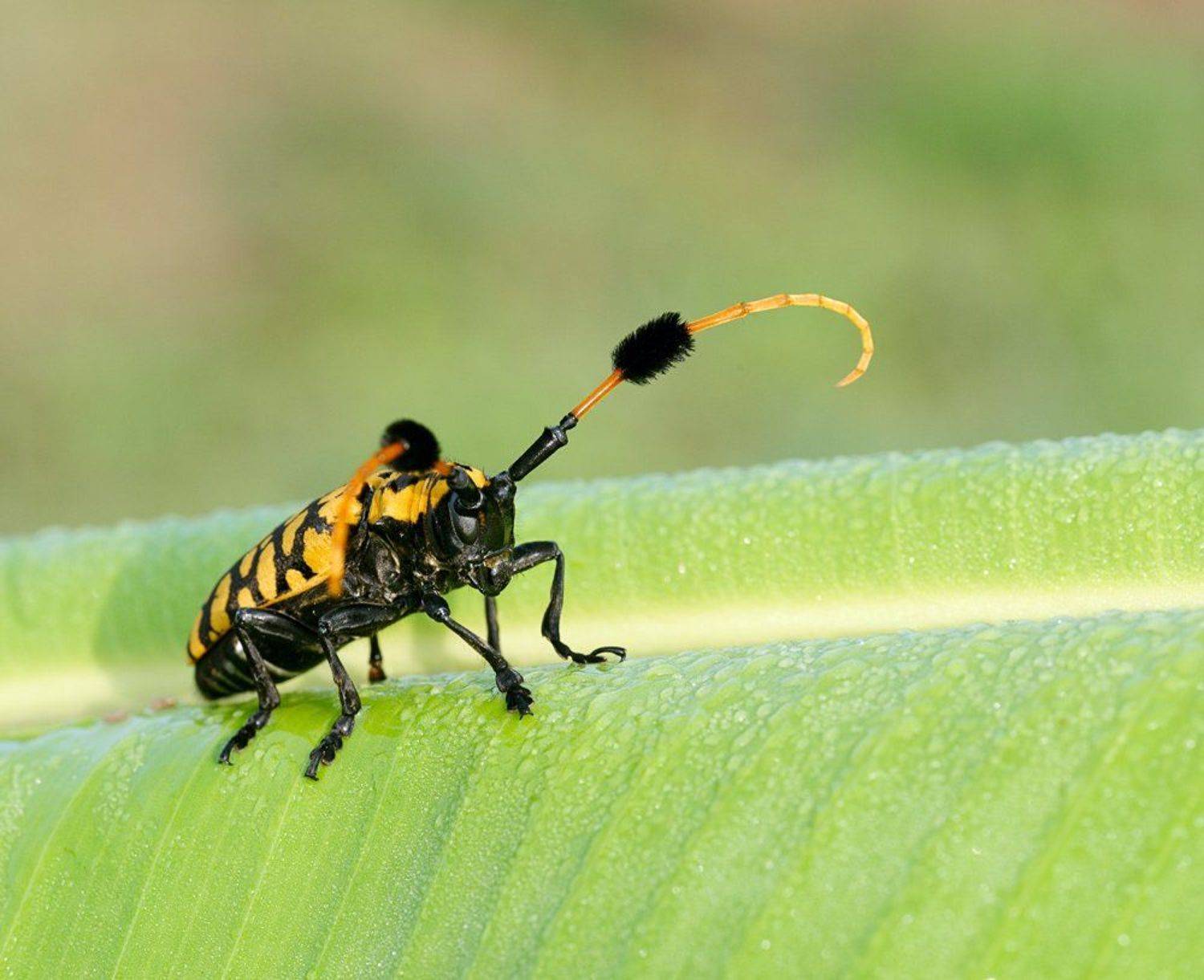 Просто усач.... Автор: Alexey Gnilenkov aristobia approximator, macro, closeup, макро, gnilenkov, Alexey Gnilenkov