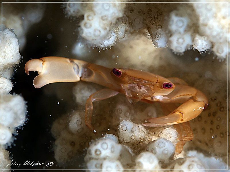 Краб коралловыйphoto preview