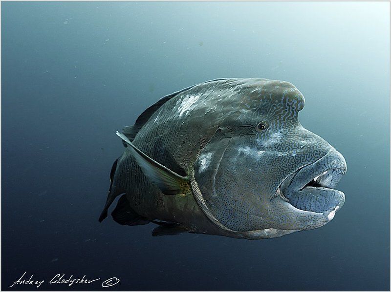 наполеон, napoleon Бывалыйphoto preview