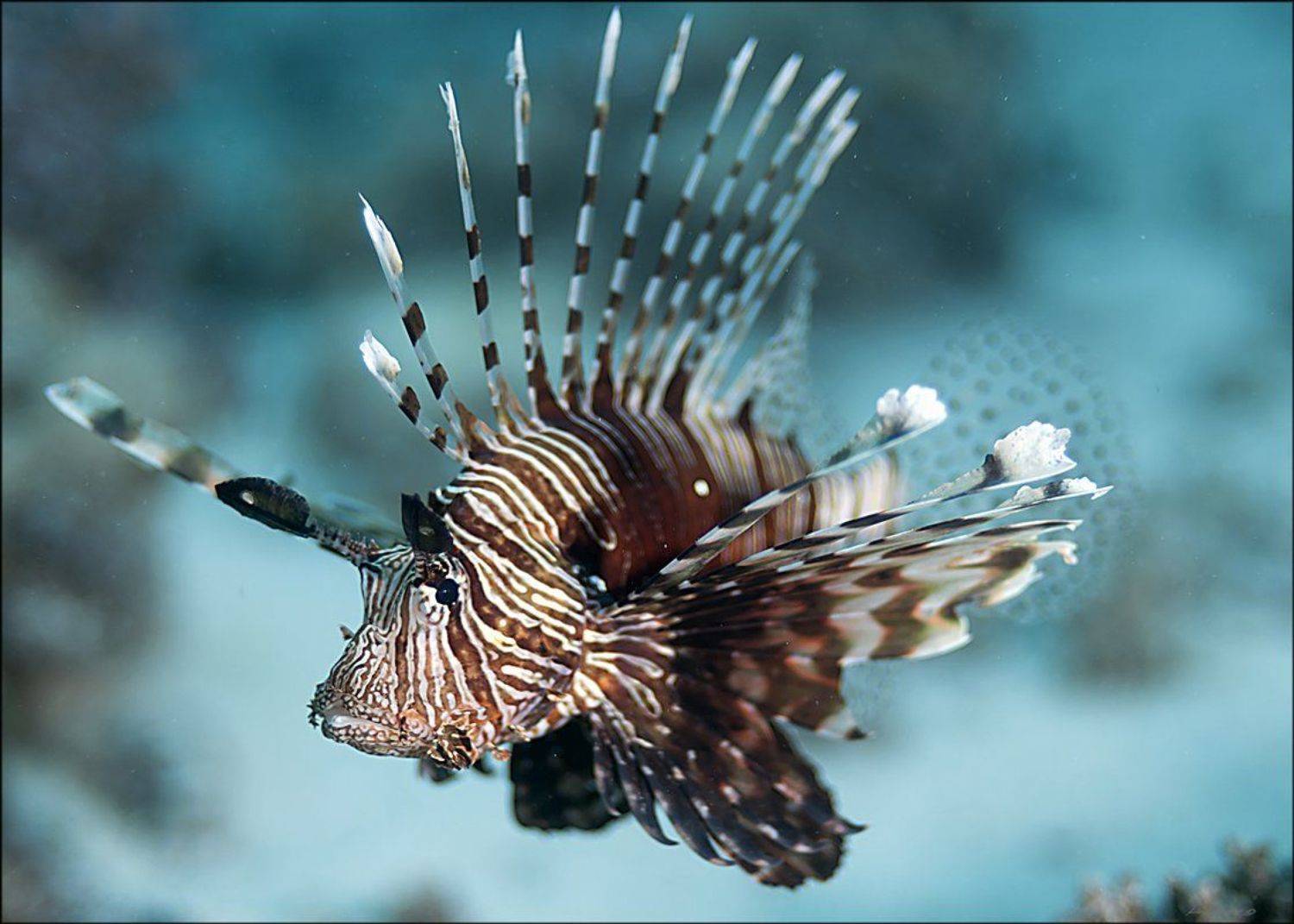 ^-^. Автор: Андрей Гладышев , Андрей Гладышев