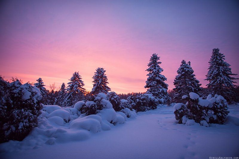 зима, закат, ботанический сад, нижний новгород, сугробы Зимний Ботаническийphoto preview