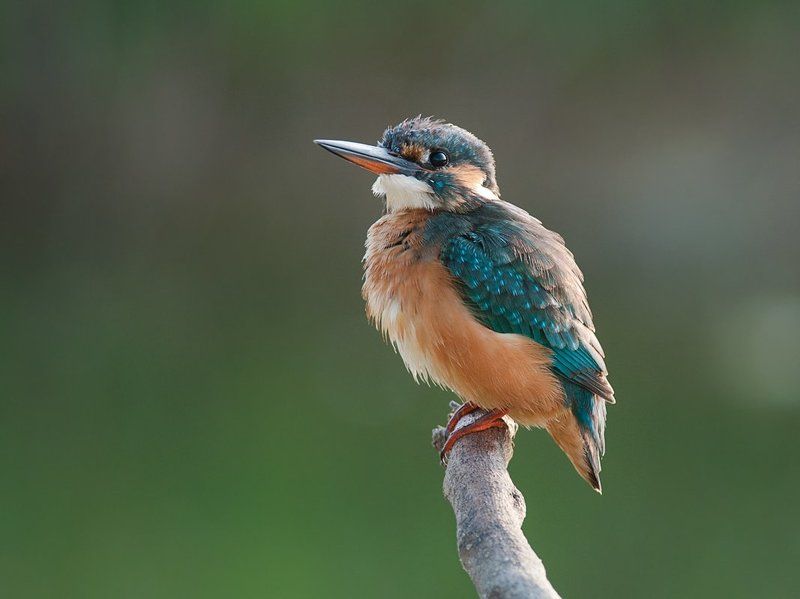 На закате дняphoto preview