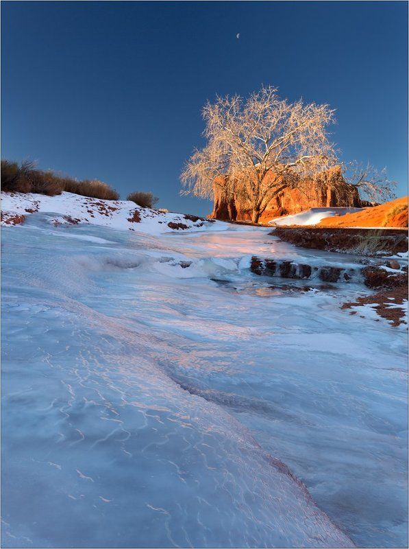 О дереве сияющем...photo preview