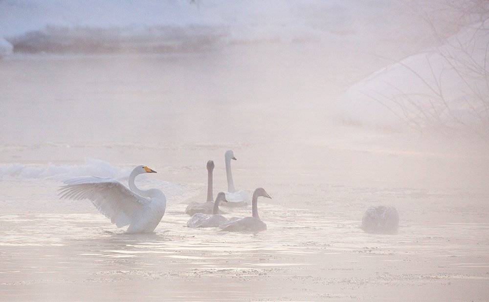 камчатка, лебеди, зимовка, мороз, река, Денис Будьков