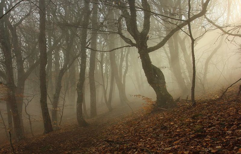 крым, туман, лес, солнце Солнечный туманphoto preview