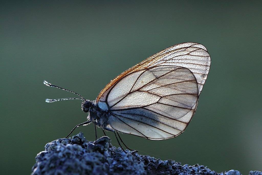 , Сергей Таланов