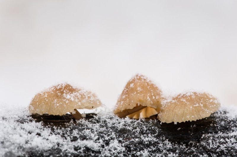 гриб, белогорье, зима, снегопад, минимализм Подснежнички :)photo preview