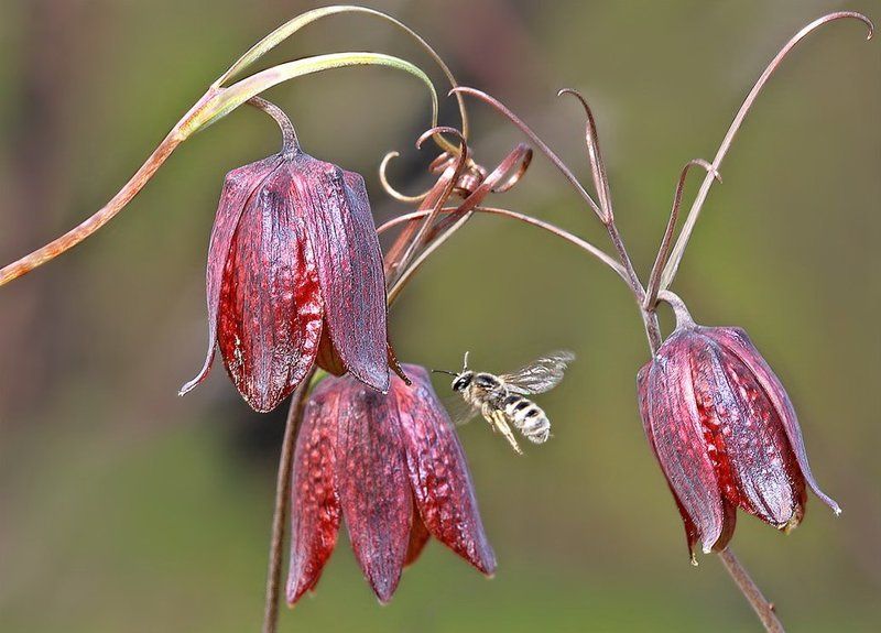 Звонарь на колокольнеphoto preview