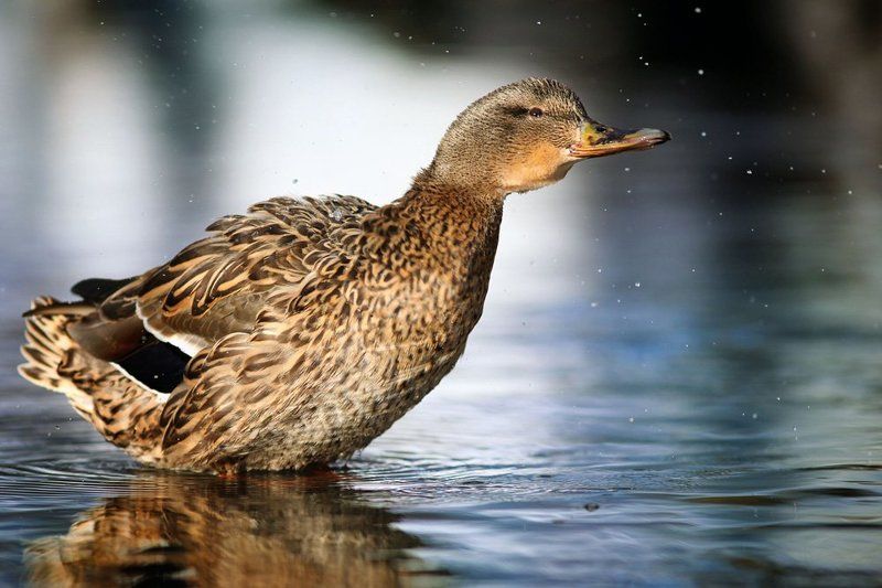 Сердце дикой природы фото превью