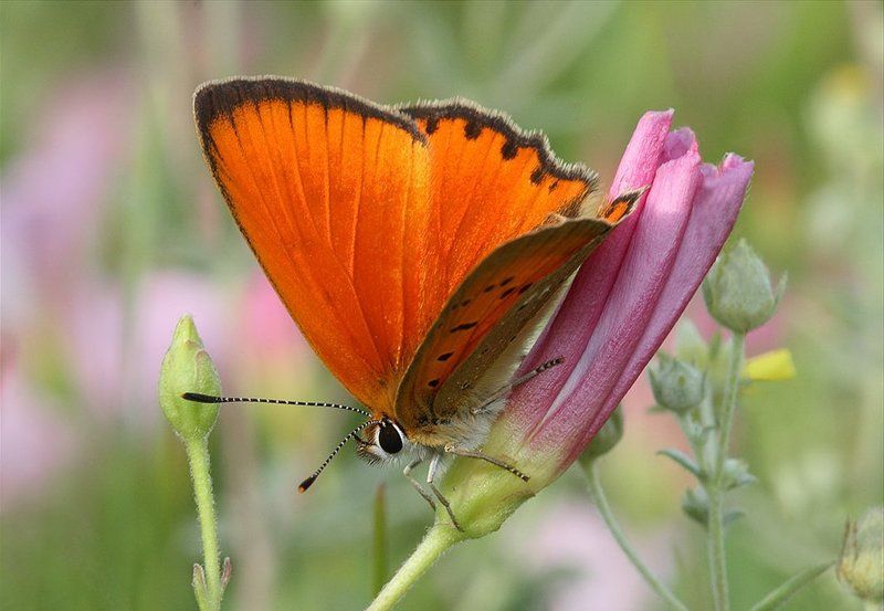 heodes, virgaurea Огненныйphoto preview