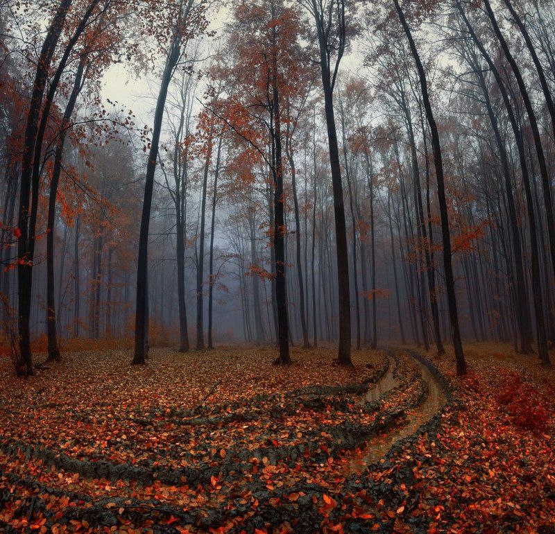 Осень в лесуphoto preview