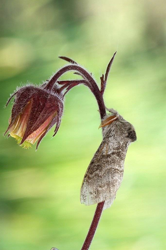 Фонарщик. Автор: Сергей Таланов , Сергей Таланов