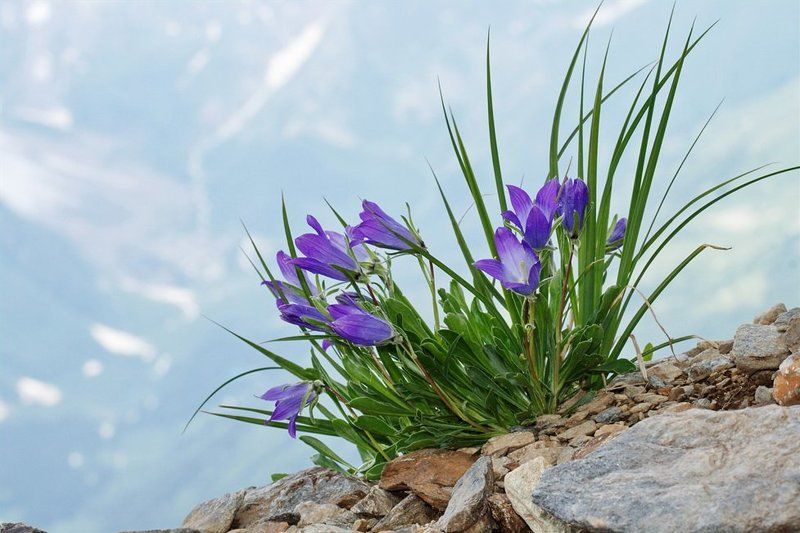 колокольчики, домбай 3 000 м над уровнем моря.photo preview