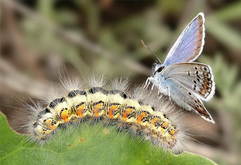 бабочка, голубянка аргус, гусеница Скоро и у тебя крылышки вырастут!photo preview