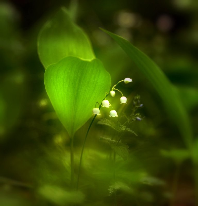 ландыш, весна, лес ***photo preview