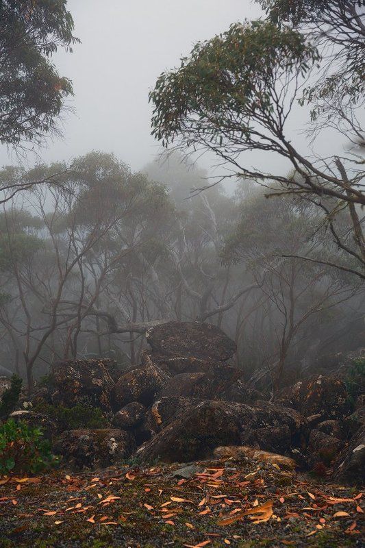 Туманная Тасманияphoto preview