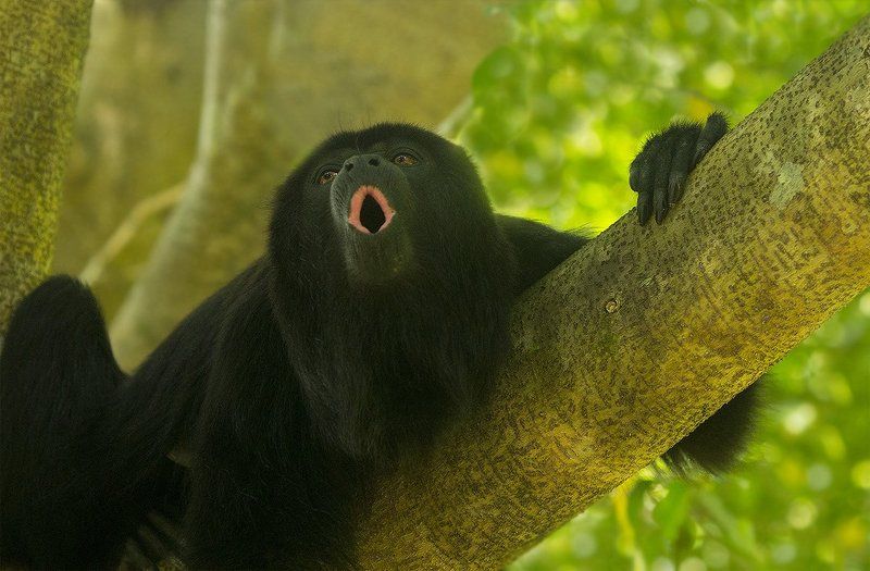 центральноамериканский ревун, alouatta pigra Ой-ё! ой-ё!  Никто не услышит!photo preview