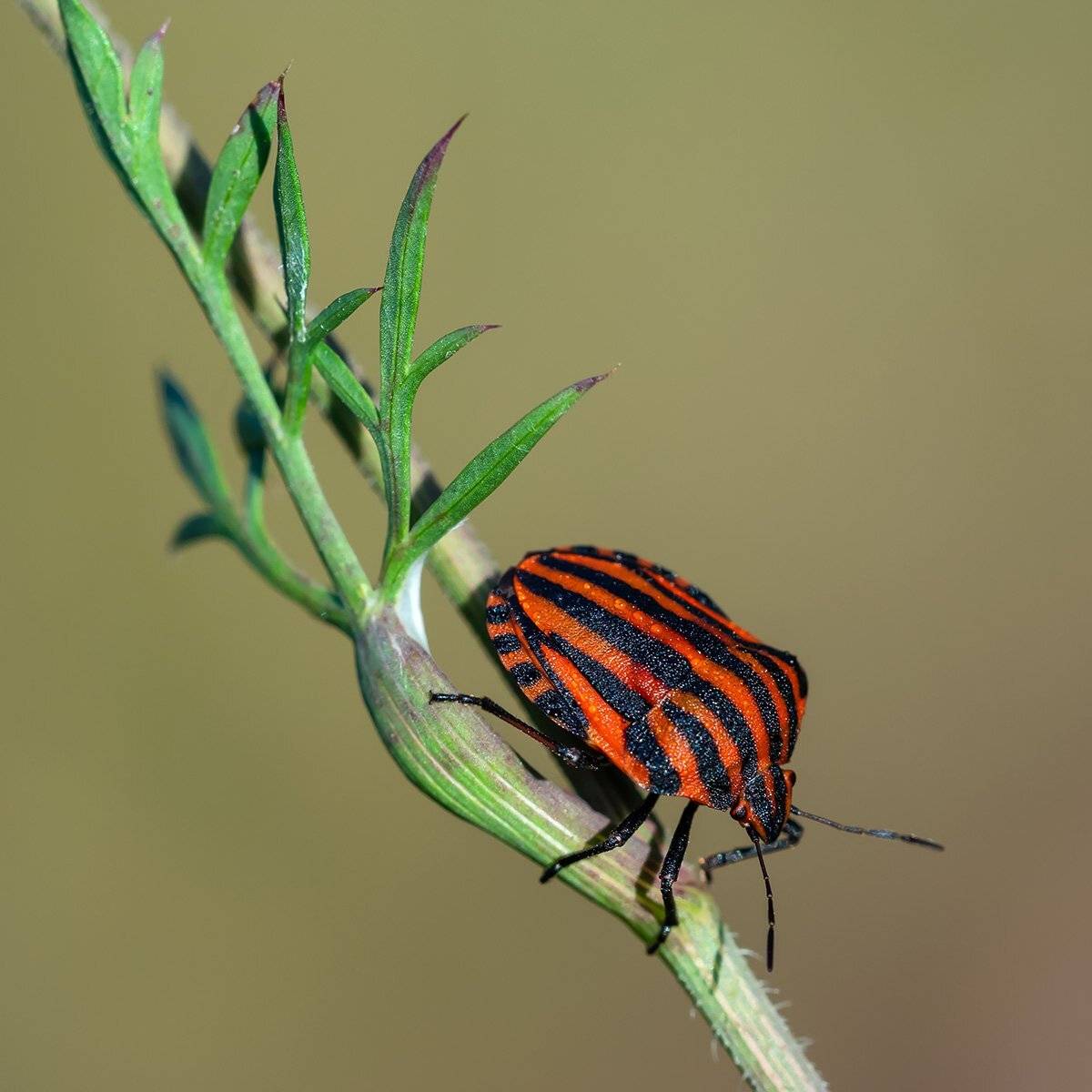 В полосатой пижаме .... Автор: Александр Земляной , Александр Земляной