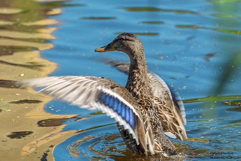 утка, птицы, кряква, животный мир, лесопарк александрино, лето, природа, город, петербург Смотрите, какая я красивая... фото превью