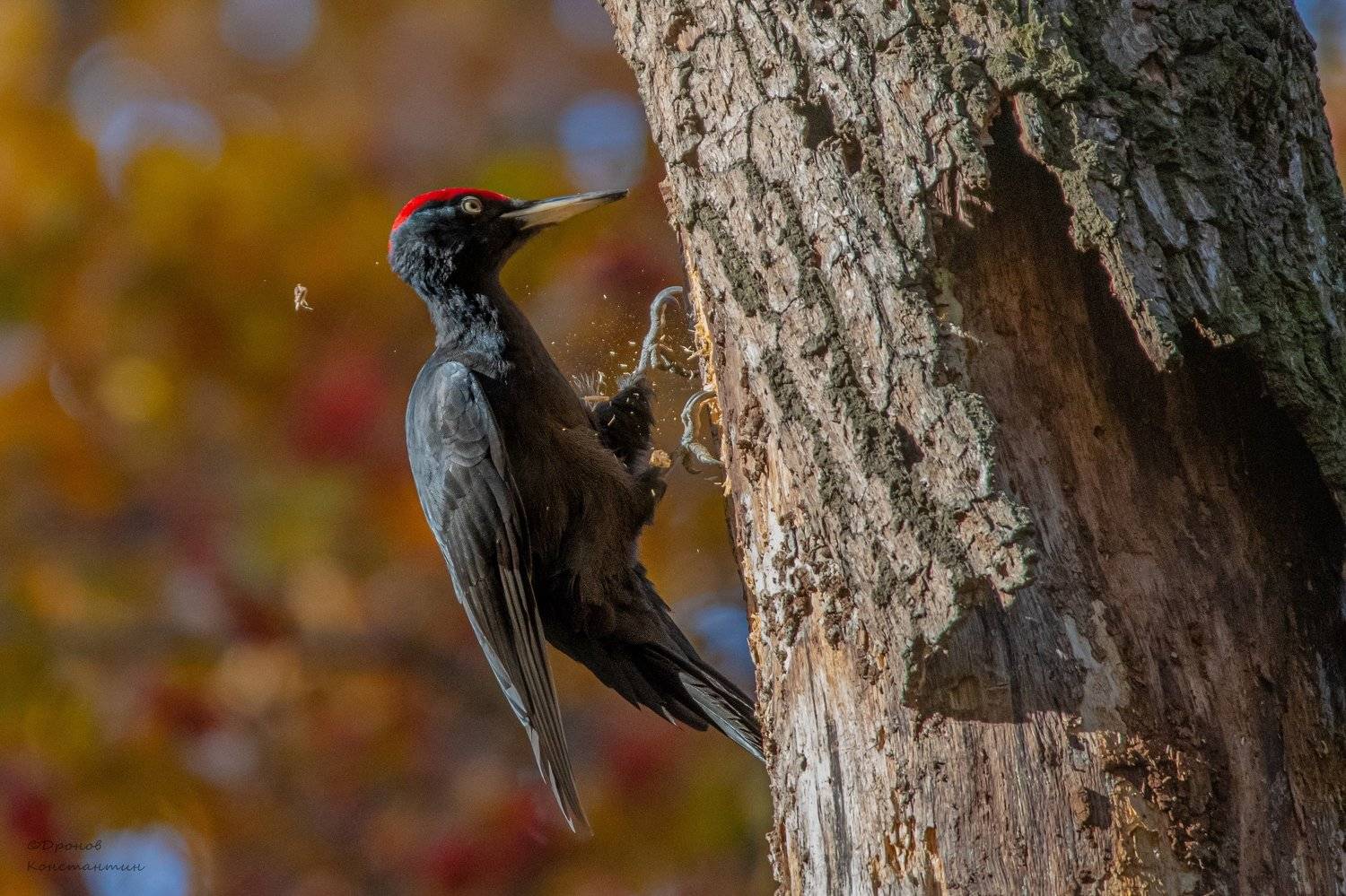 Лес рубят-щепки летят. Автор: Дронов Константин Птицы, Желна, Дятел, ФотоОхота, Дронов Константин