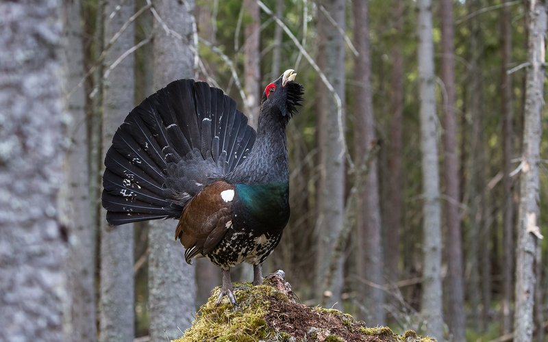 птица, дикая птица,  орнитология, дикая природа, фотоохота, ток, глухарь, глухариный ток, весна На току. Глухарь.photo preview