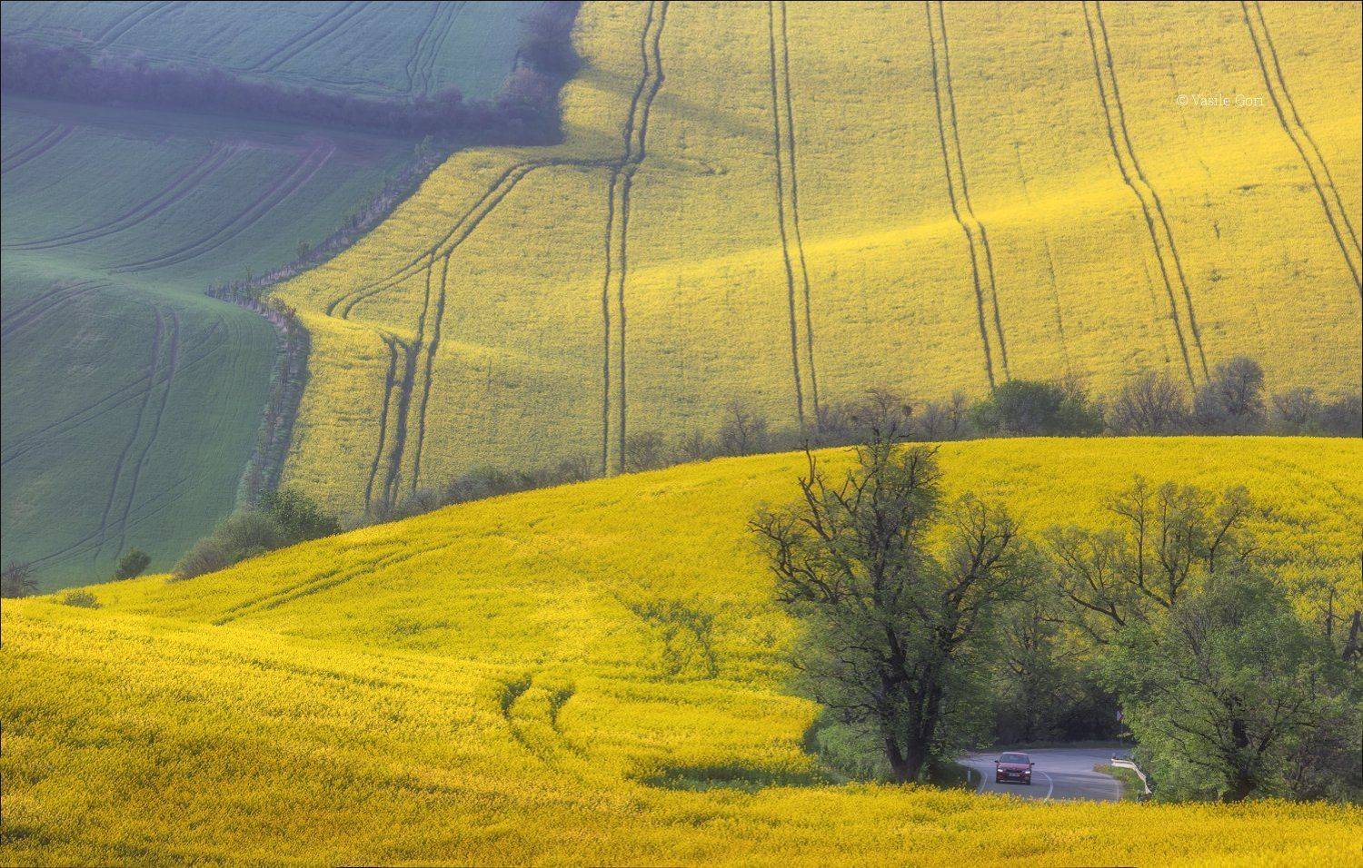 Моравские переливы. Автор: Василий Гори южная моравия,пейзаж,карлинские волны,линии,south moravian,lines,свет,czech,весна,чехия,landscapes,поле,рапс, Василий Гори