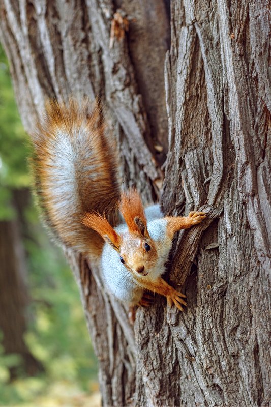 canon 50,  beautiful, красивый, moment, момент, nature, природа,  wildlife,  animal, животное,  forest, лесное, fluffy, пушистая,  red, рыжая, squirrel, белка, Вкусняшки есть? :)photo preview