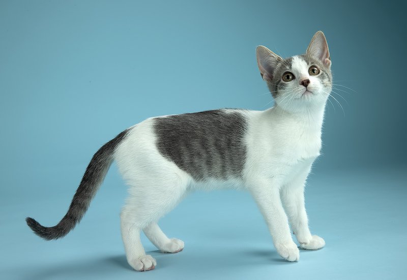 кошка, котенок, сats, домашнии любимцы, котенок, kitten, Cat Sage. Котенок Сэйджphoto preview