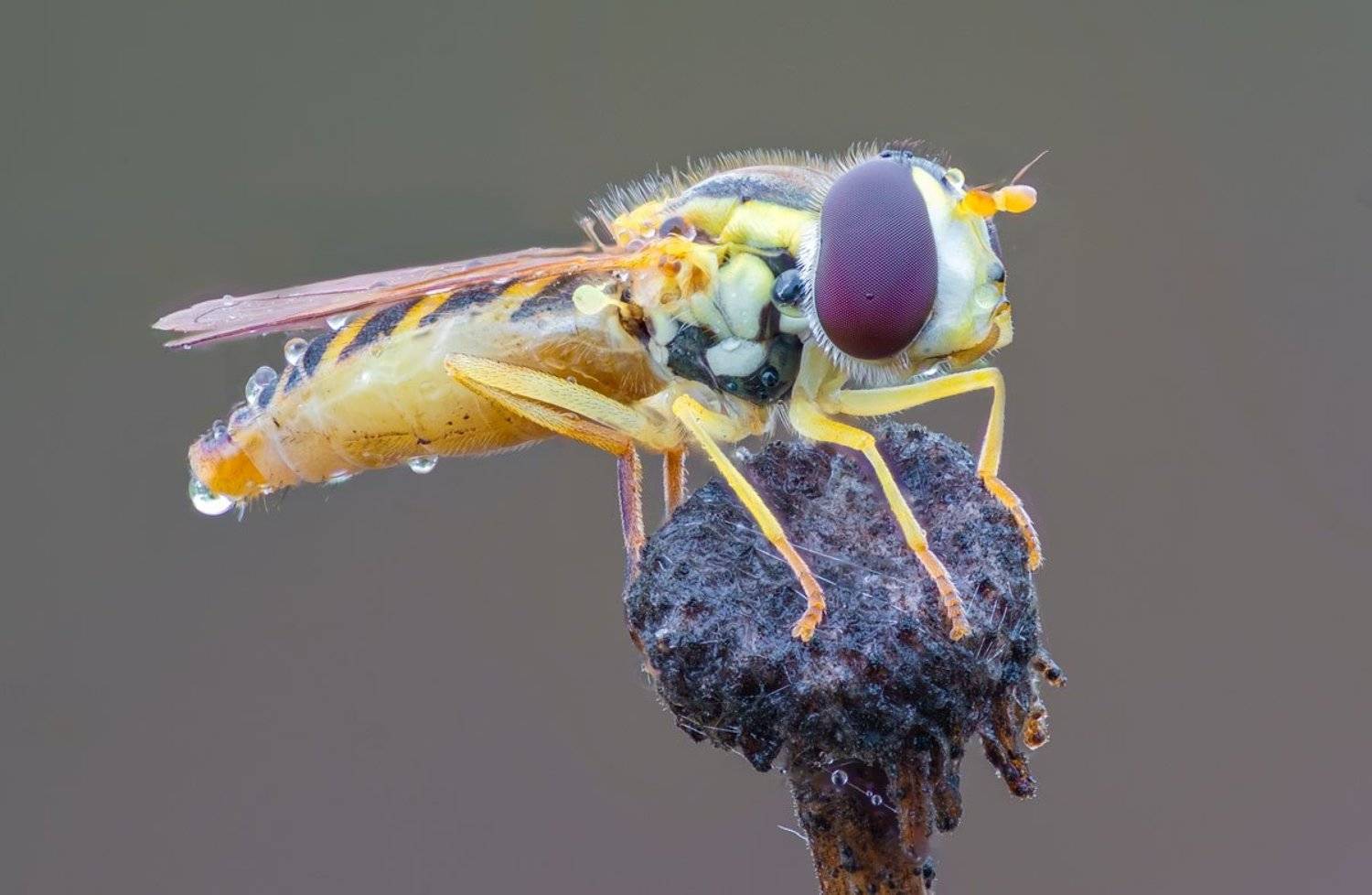 ***. Автор: Сергей Брагин , Сергей Брагин