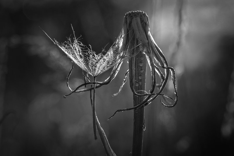 tokina 100 macro, beautiful, красивый, moment, момент, nature, природа, summer, лето, летняя, parachute, парашютик, salsify, козлобородник, black and white, чернобелая, monochrome, монохром, monoart, bw, Дай обниму тебя перед разлукой...photo preview