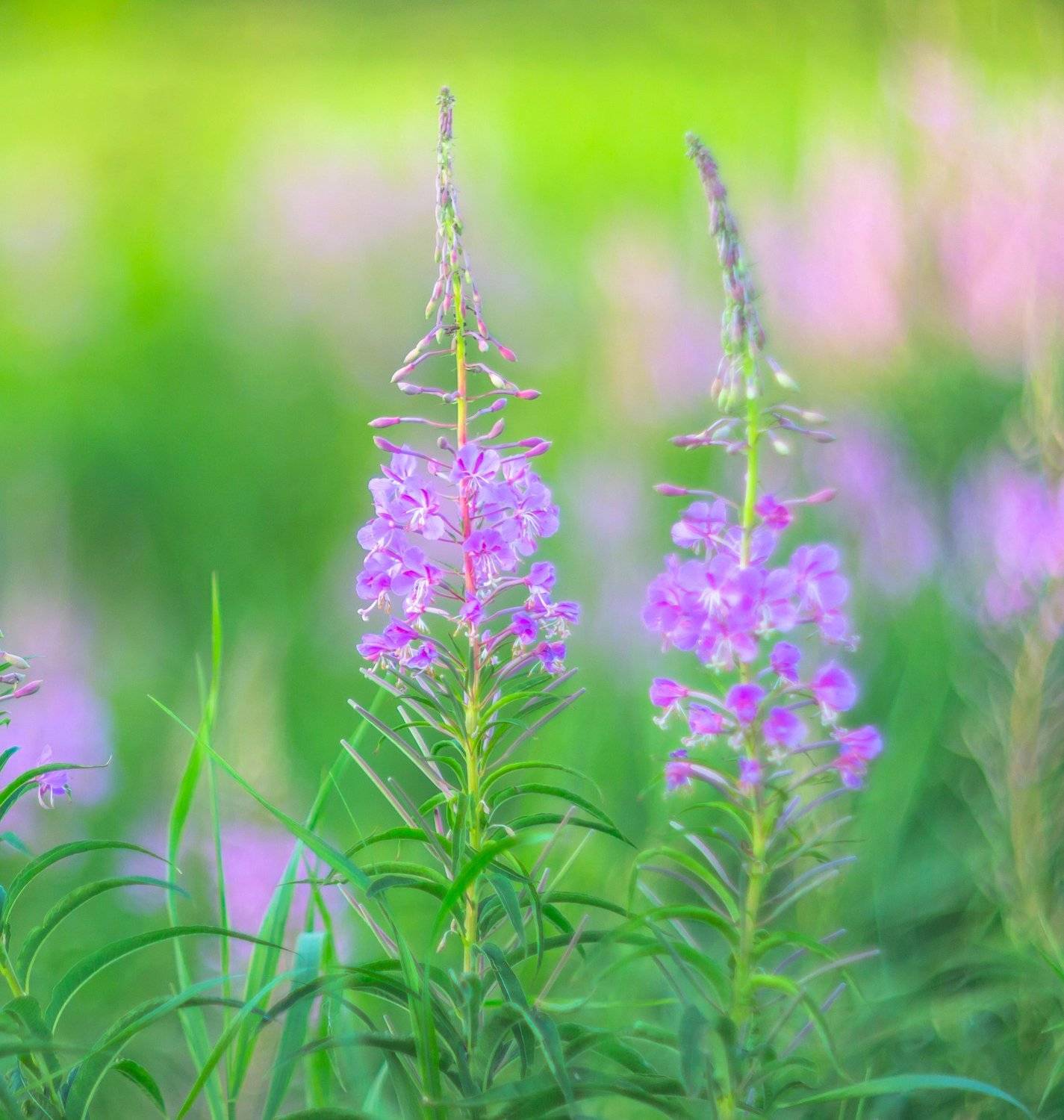 Акварель уходящего лета. Автор: Руслан Востриков кипрей, иван-чай, лето, акварель, природа, лес, трава, Руслан Востриков