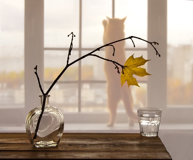 натюрморт кошка осень Куда уходит Лето???photo preview