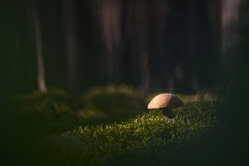 In the sunphoto preview