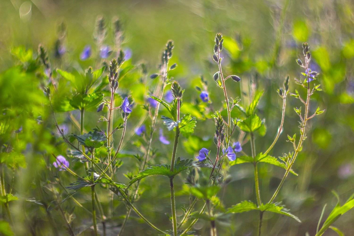 Автор: Руслан Востриков цветы, природа, весна, вероника, Руслан Востриков