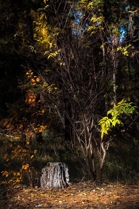 южный урал,оренбургская область, орск, новотроицк,башкирия, башкертостан Живописный пень...photo preview