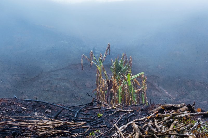 джунгли когда СОЖГЛИ ДЖУНГЛИphoto preview