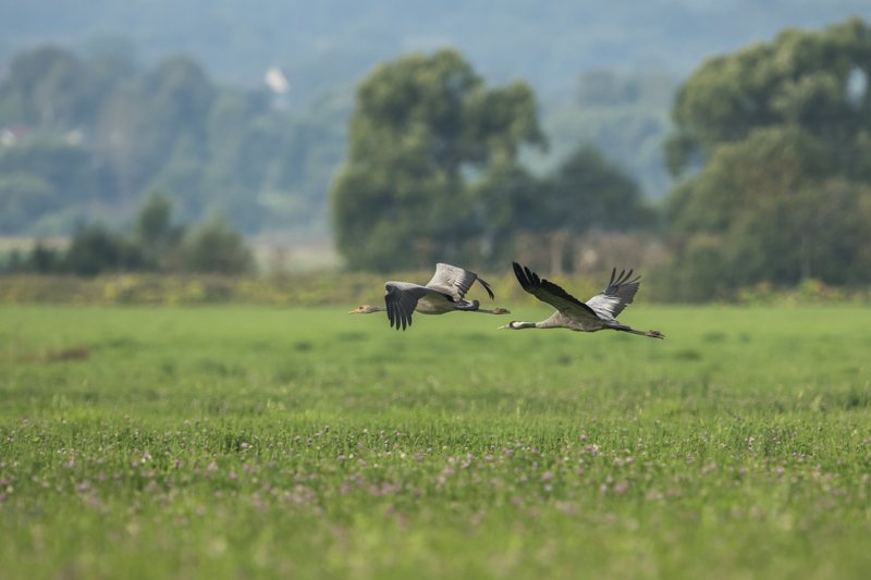 журали Журавлиная пораphoto preview
