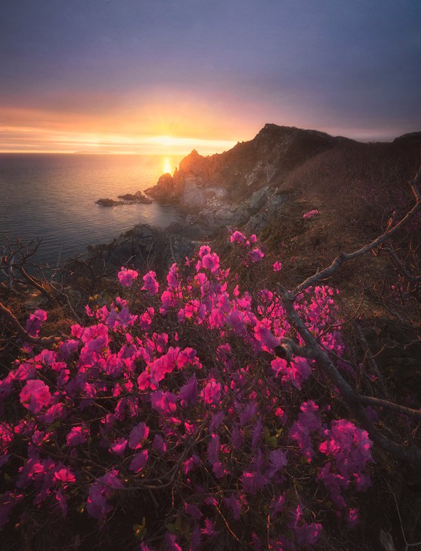 россия,приморский край,находка,мыс пассека,весна,закат,рододендрон,цветы,дмитрий подкопаев В лучах закатного света2photo preview