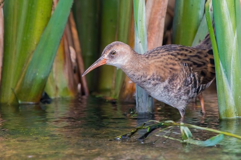 птицы Те, кто в камышахphoto preview