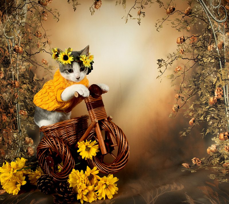 кошка, котенок, сats, домашнии любимцы, котенок, kitten,натюркотики, осень,autumn Котенок Сэйдж в осенней теме. Скоро осеньphoto preview