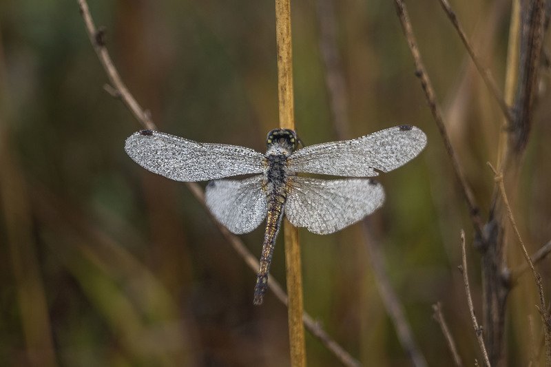 природа лето утро роса насекомые стрекоза макро Стрекоза обыкновенная...photo preview