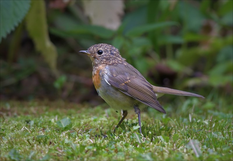 зарянка, малиновка Заряныш...photo preview