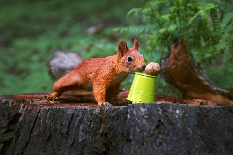 tokina 100 macro, beautiful, красивый, moment, момент, nature, природа, wildlife, animal, животное, forest, лесное, fluffy, пушистый, red, рыжая, squirrel, белка, nut, орех, Так-так... уж не мне ли этот орешек? :)photo preview