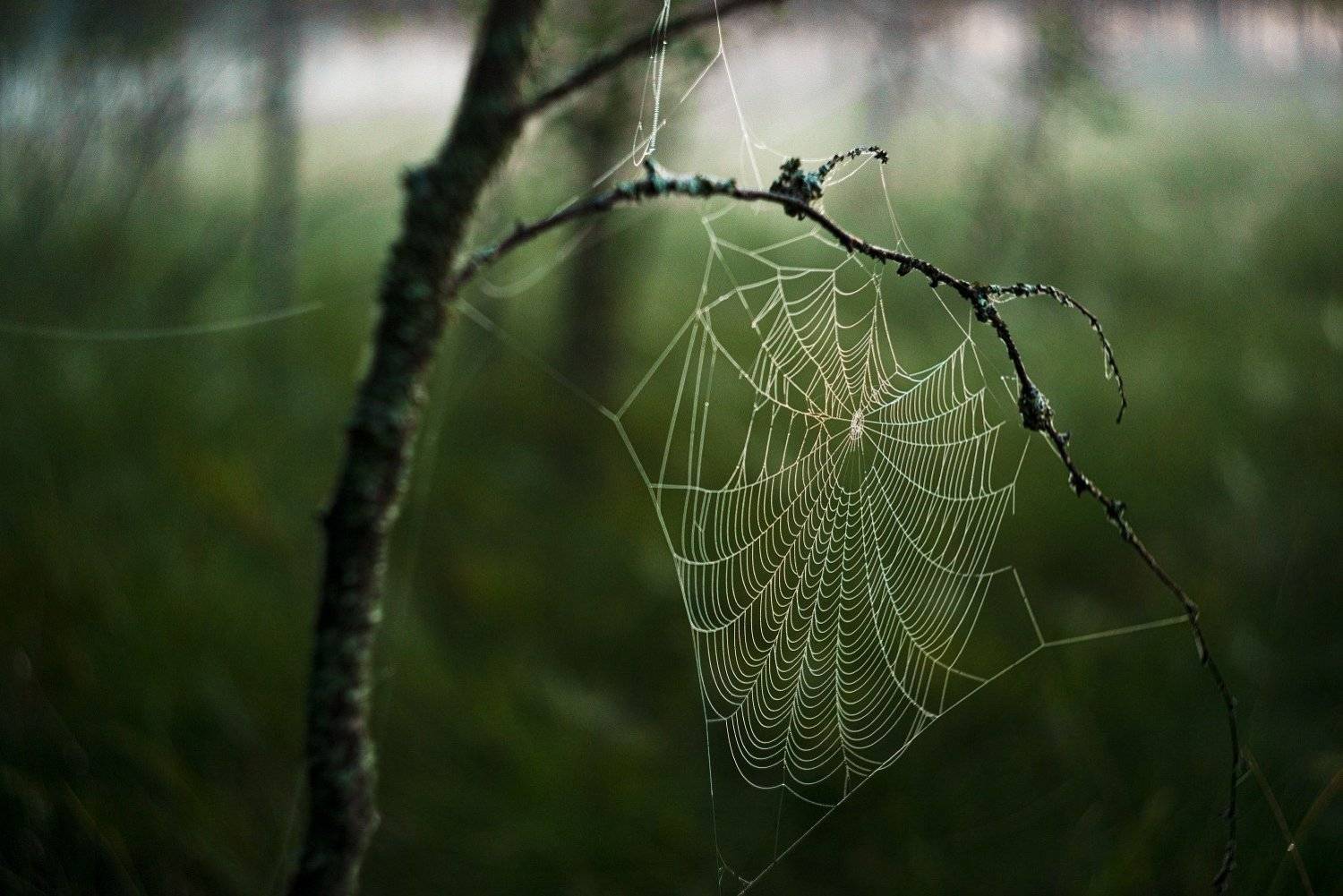 , Алёна Таланова