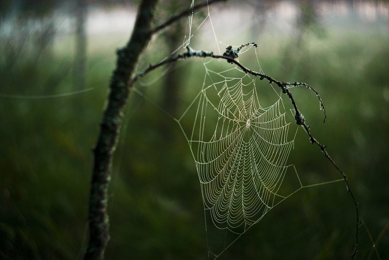 Без хозяинаphoto preview